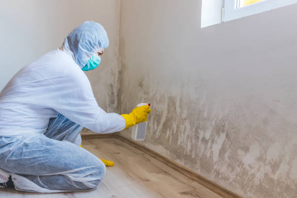 Licensed Mold Remediation service in New Berlin, IL - WQB Mold Removal